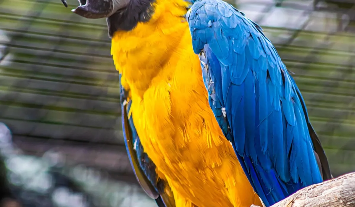 Blue-and-yellow macaw (Ara ararauna) with bright blue wings and yellow chest perched on a branch.