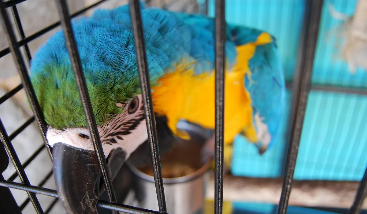 Close-up of a blue-and-yellow macaw inside a bird cage, emphasizing the importance of fresh air and ventilation for reducing cage odors.