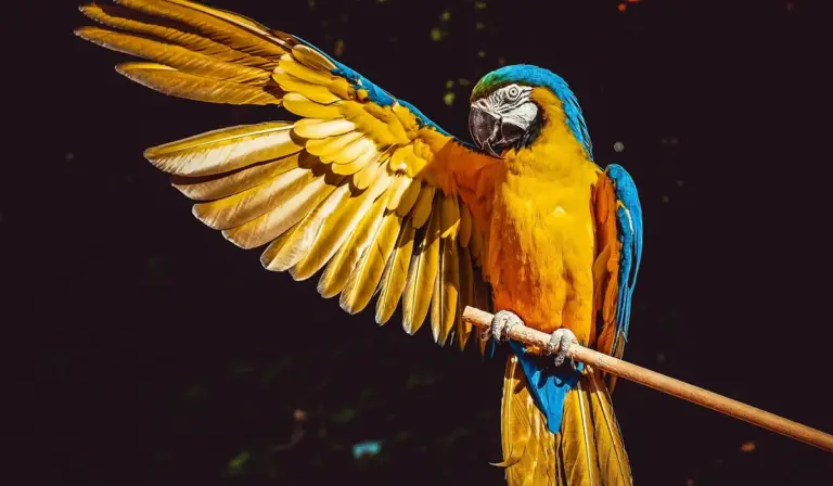 Colorful blue-and-yellow macaw perched on a wooden stick with wings spread, against a dark background.