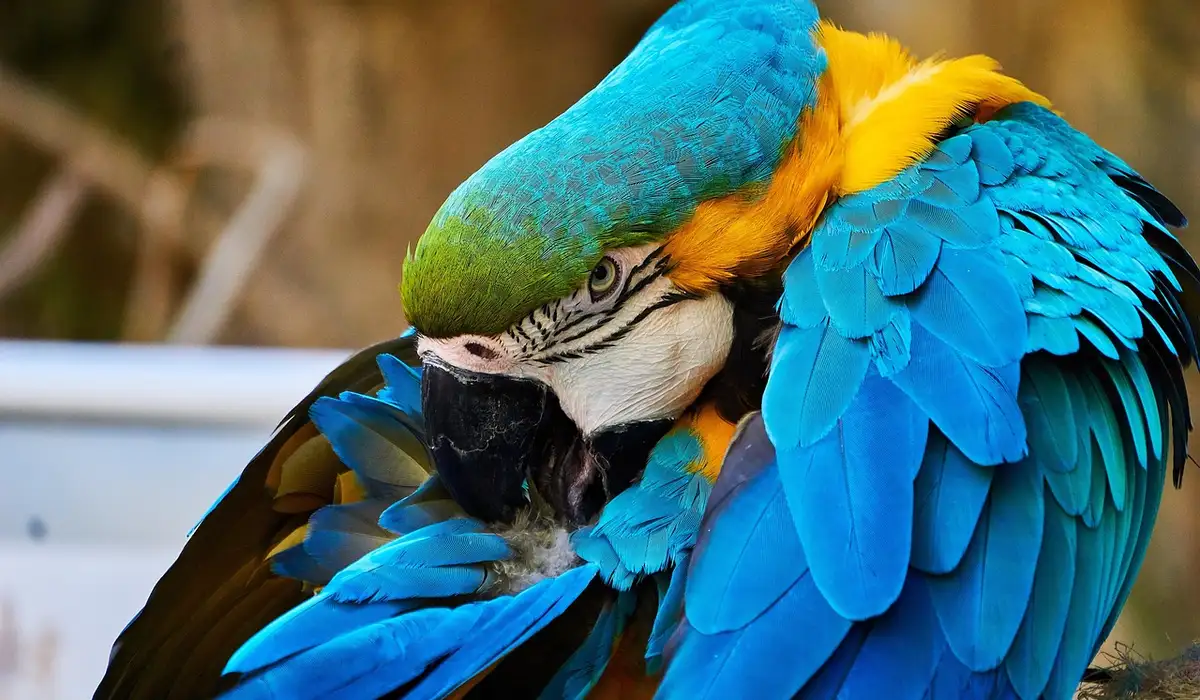 Blue-and-yellow macaw preening its wing feathers