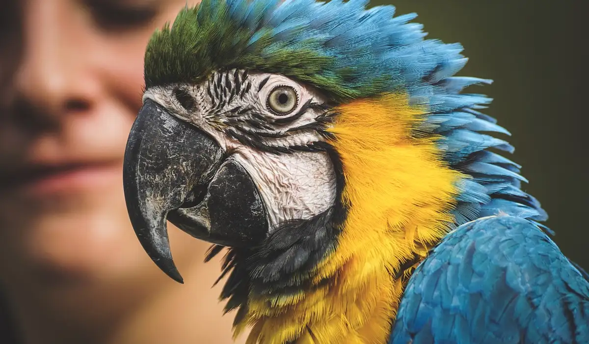 Close-up of a blue-and-yellow macaw with a blurred human face in the background.