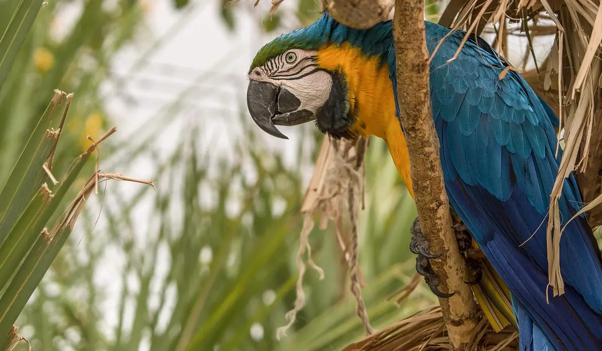 Blue-and-yellow macaw perched on a branch in a tropical setting, illustrating parrot training with positive reinforcement.