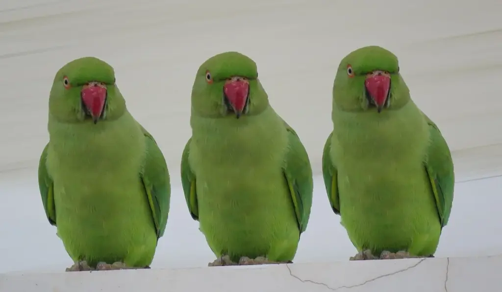Bonding with Quaker Parrots: Taming and Socialization Made Easy