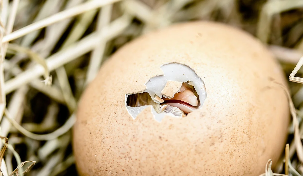 A cracked, partially broken egg nestled in straw.