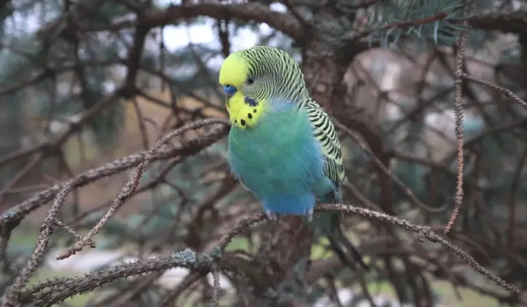 Green and blue budgerigar perched on a bare branch