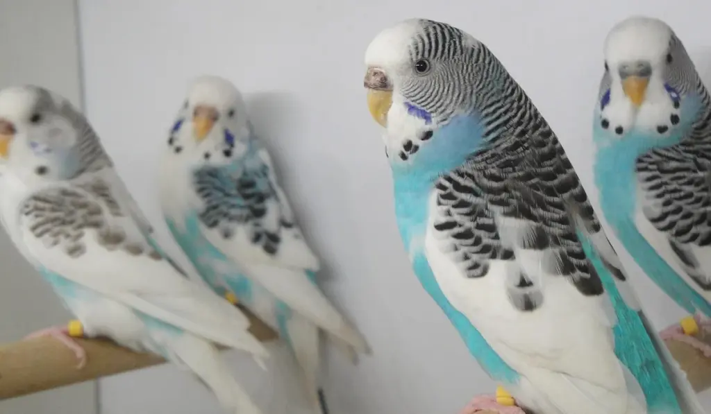 Parrot Housing and Cage Requirements by Size and Species