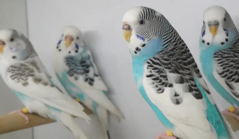 Four budgerigars perched on a wooden rod indoors, showcasing small parrot housing.