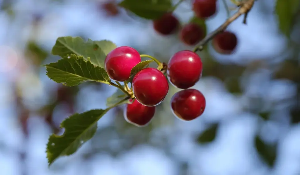 Can Parrots Eat Cherries? A Simple Guide to Pit and Stem Safety