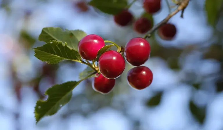 Red cherries on a leafy branch with a blurred blue sky background.
