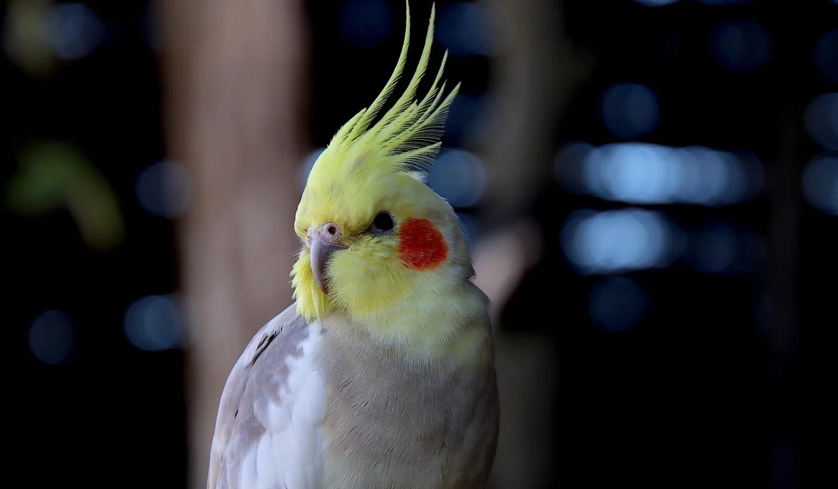 Cockatiel with bright yellow crest and red cheek patches perched against a dark, blurred background.