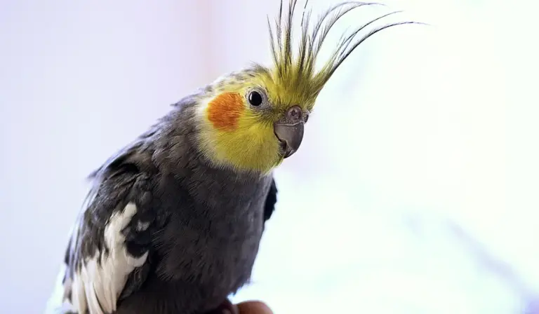 Cockatiel with bright yellow crest and orange cheek patches perched, looking toward the camera