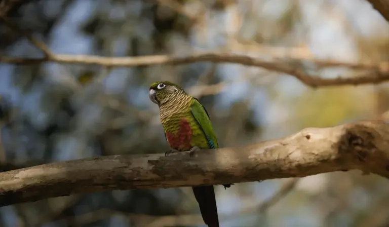 A small green conure with a red chest perched on a tree branch in a natural setting.