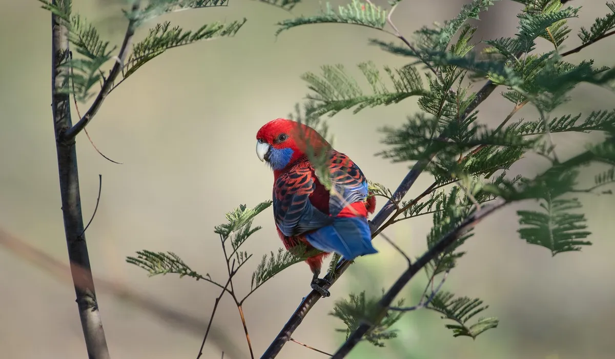 Crimson rosella parrot perched on a branch with green leaves