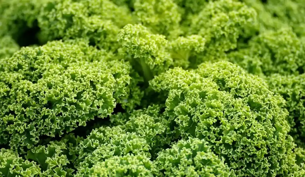 Safe Vegetables for Parrots: Complete Edible Guide
