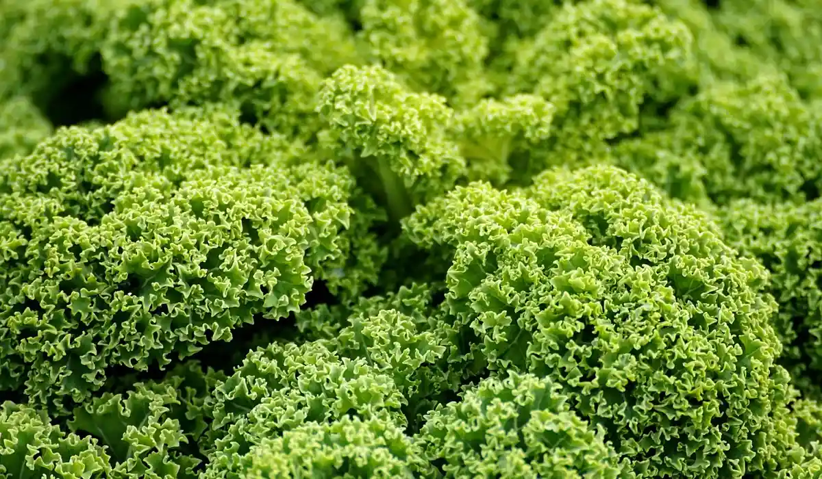 Close-up image of curly kale leaves