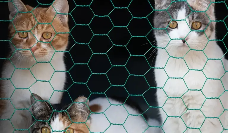 Three cats behind a green hexagonal wire mesh fence, looking toward the camera.