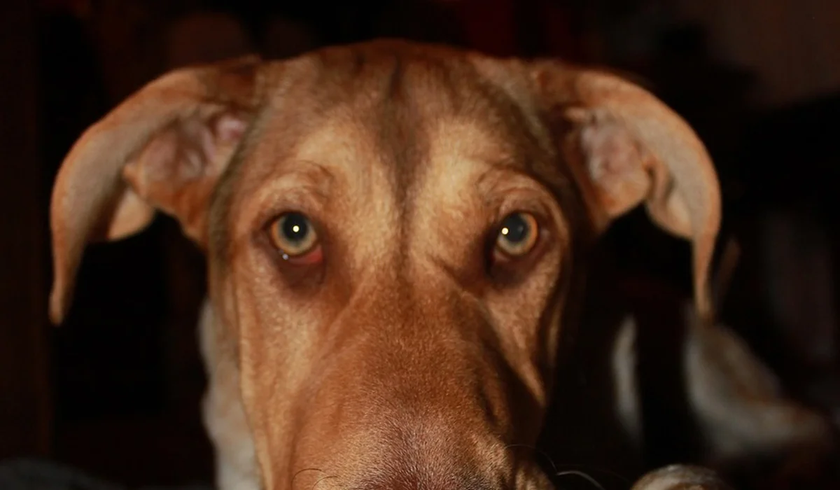 Close-up of a brown dog with attentive eyes looking at the camera, ears tilted to the sides.