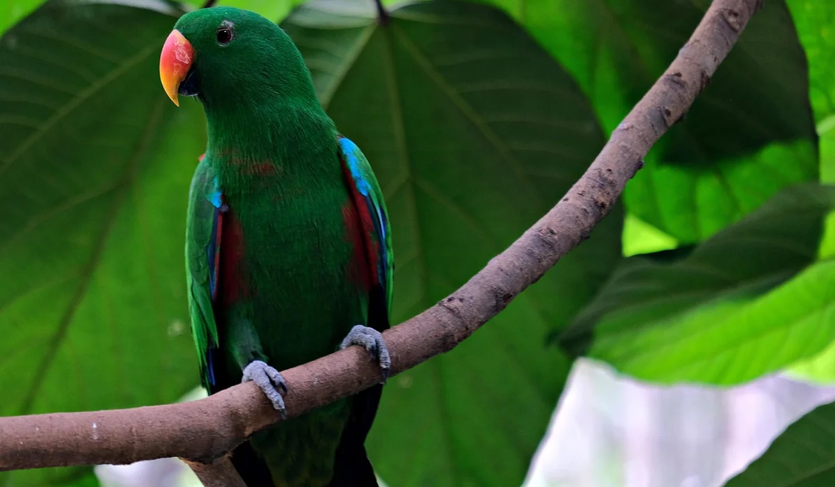 Bright green Eclectus parrot perched on a branch with large green leaves in the background.