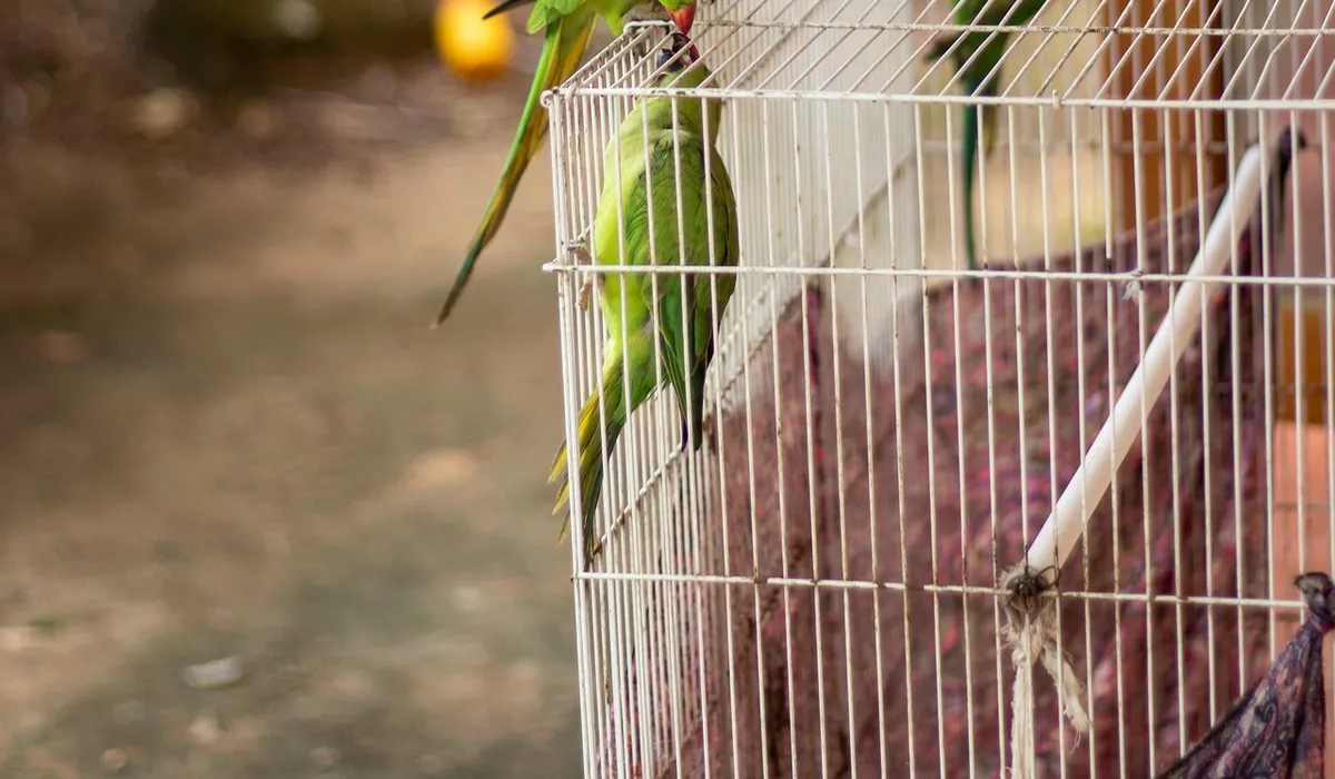 Green parrot perched on the bars of a bird cage