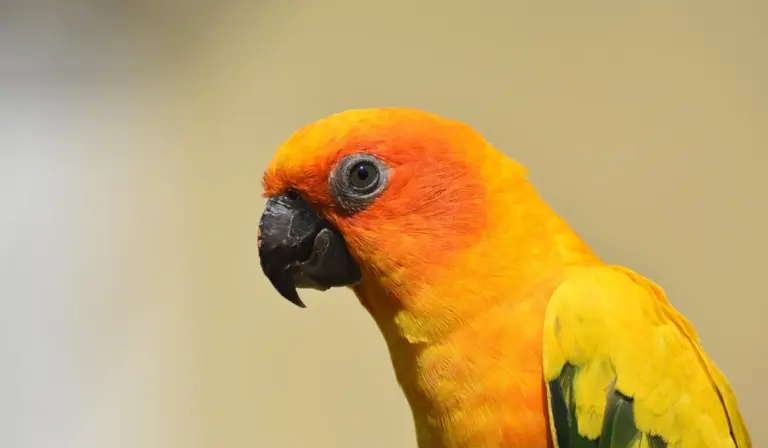Close-up portrait of a sun conure parrot with orange head, yellow body, and green wings.