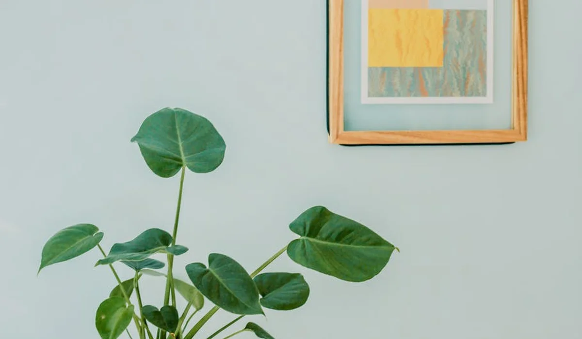 Indoor scene with a potted plant in the foreground and a pale blue wall with a framed abstract painting in the background.