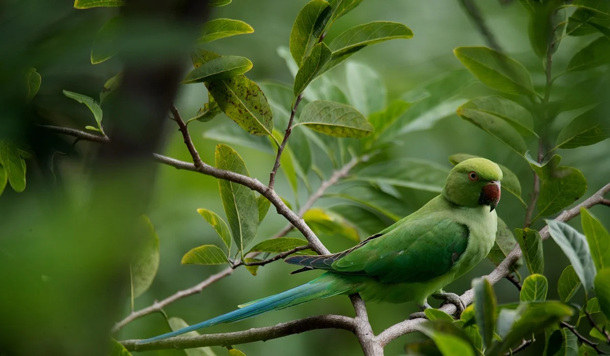 Green parrot perched on a branch amid leafy foliage