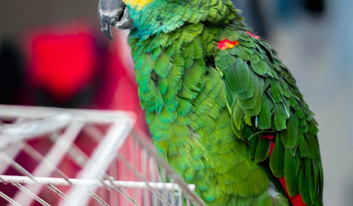 Emerald green parrot with yellow markings perched beside a white wire barrier
