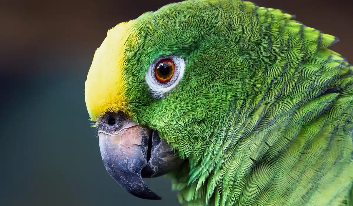 Close-up of a green parrot with a yellow crown, white eye ring, and a dark beak.