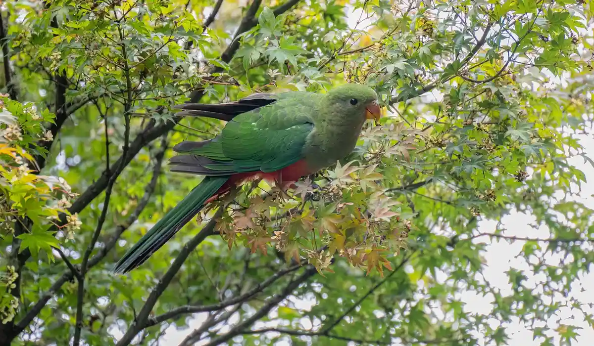 Green parrot perched on a leafy branch in a sunlit tree.