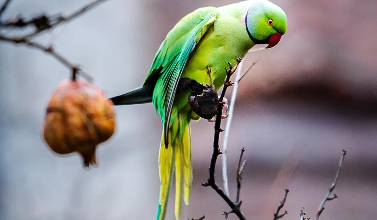 Bright green parrot perched on a bare branch with a red curved beak and long yellow tail feathers, set against a blurred background.