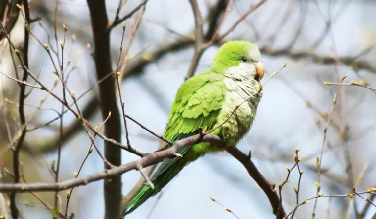 A bright green parrot perched on a bare tree branch