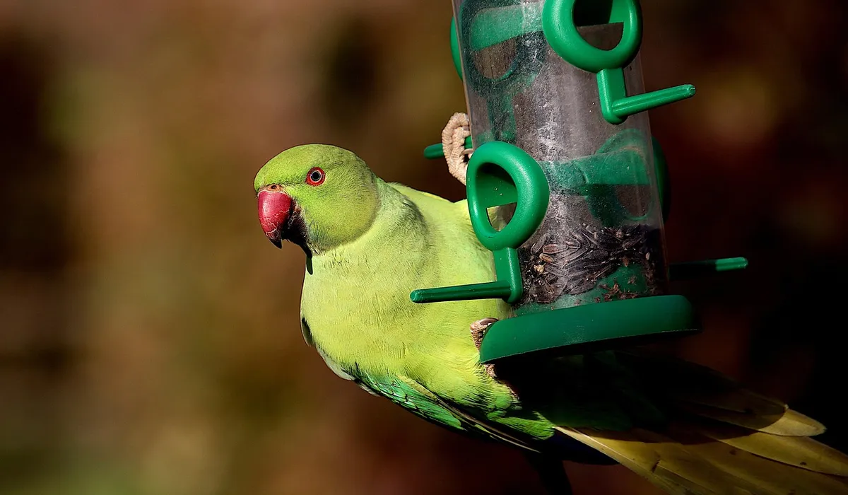 Bright green parrot perched on a green plastic bird feeder, red beak and blurred natural background.