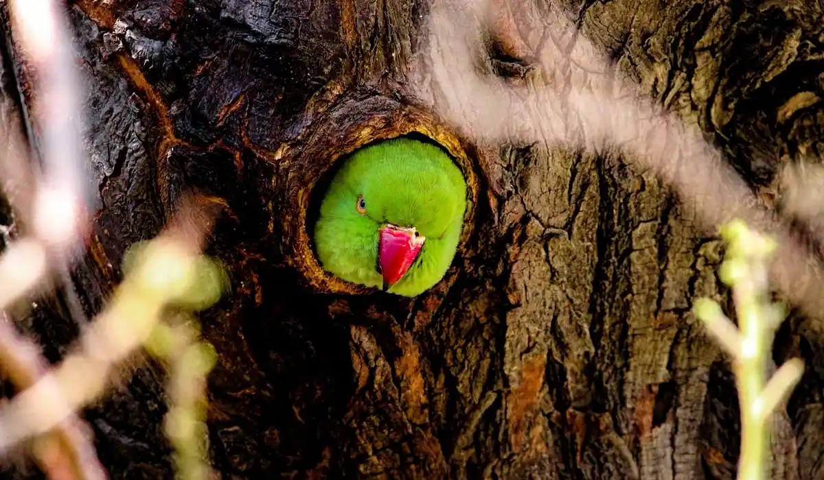 A green parrot peeking out of a tree hollow