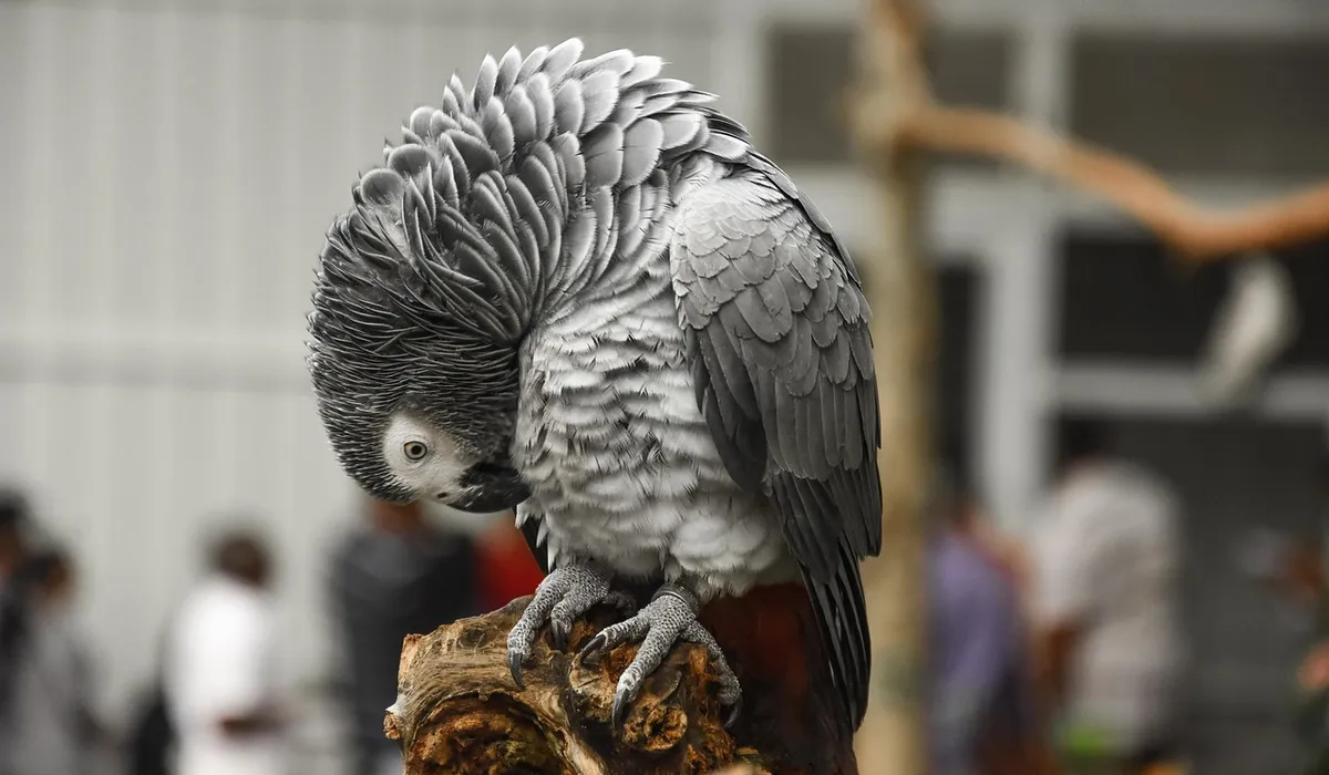 A grey parrot perched on a wooden branch, head tucked toward its chest as it preens its layered feathers.