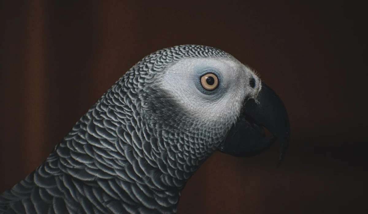 Close-up portrait of an African Grey parrot with detailed grey feathers and a focused eye