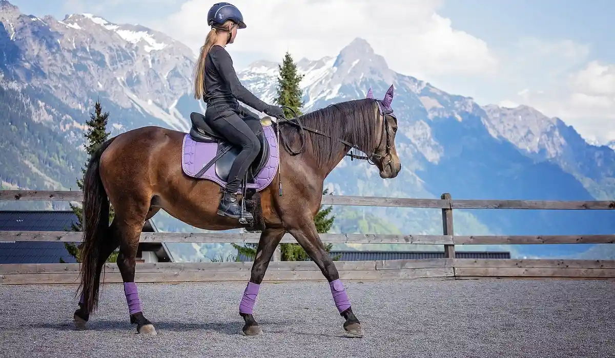 A person rides a brown horse with purple tack in an outdoor arena with a wooden fence and tall mountains in the background.