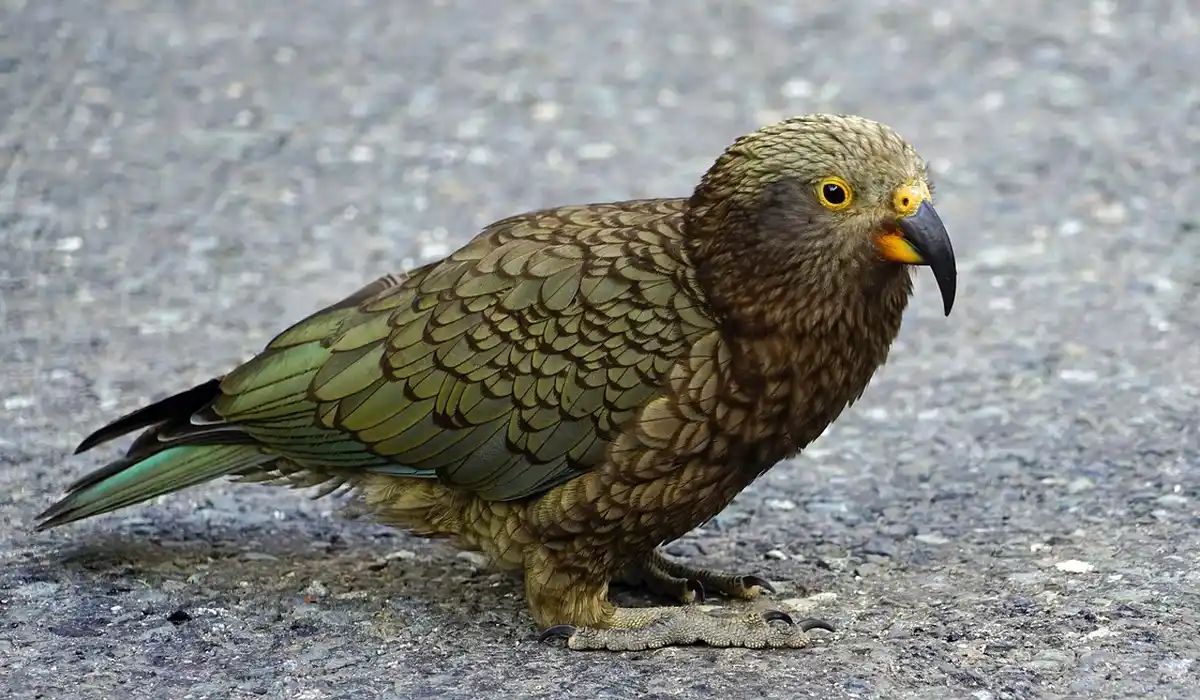 Olive-green parrot with a scalloped feather pattern, bright yellow eye, and orange beak standing on a paved surface.