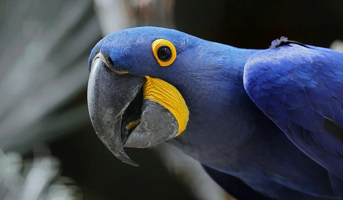 Close-up of a blue hyacinth macaw with a large curved beak, yellow eye-ring, and vibrant plumage.