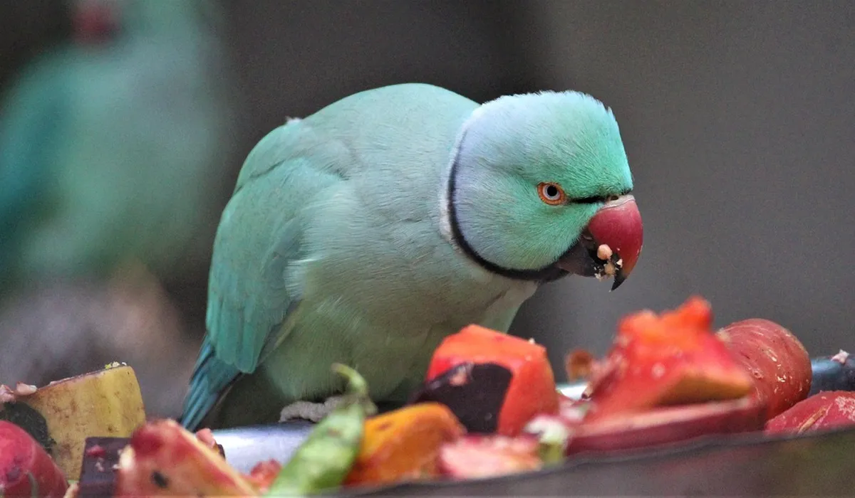 Close-up of a green Indian Ringneck Parrot with a red beak pecking at colorful fruit.