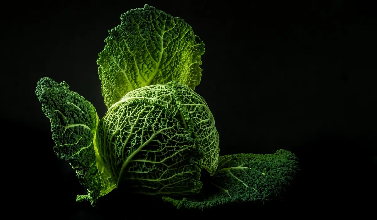 Fresh kale heads on a dark background