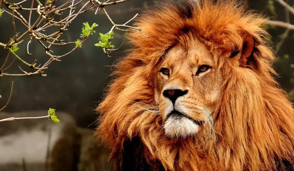 Close-up of a male lion with a mane in a natural habitat.