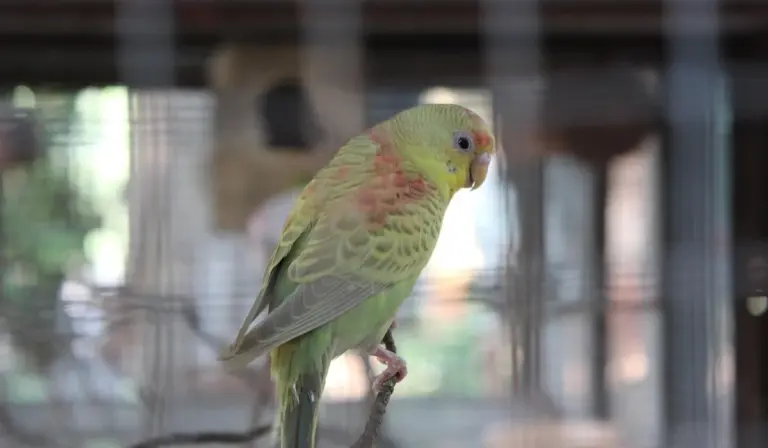 Green and pink lovebird perched on a wooden perch inside a cage, with a blurred home background.