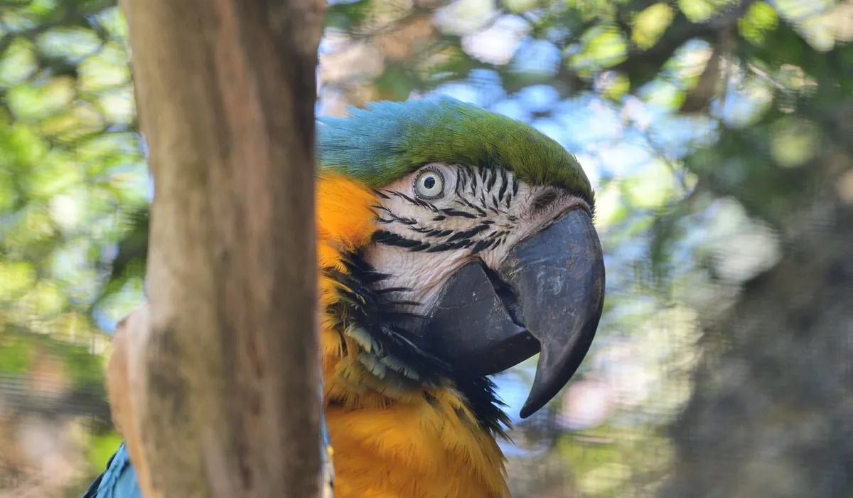 Close-up of a blue-and-yellow macaw (Ara ararauna) with a green crown perched among tree branches