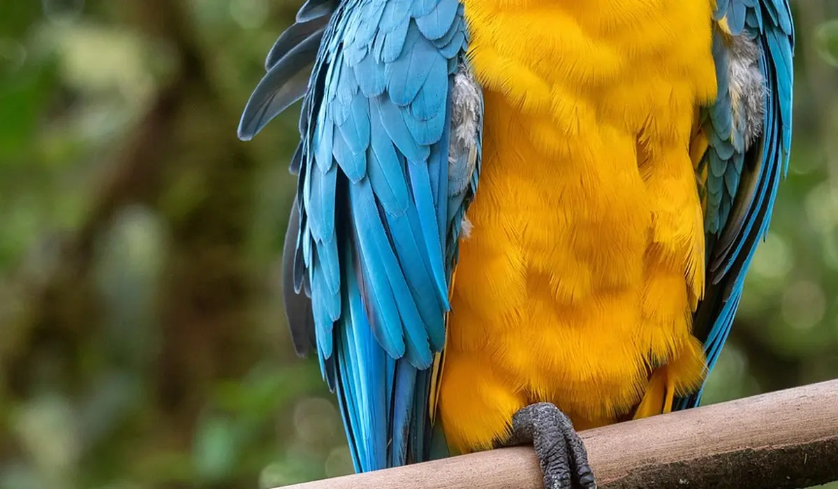 Close-up of a blue-and-yellow macaw perched on a branch, showing bright blue wing feathers and a vivid yellow chest.