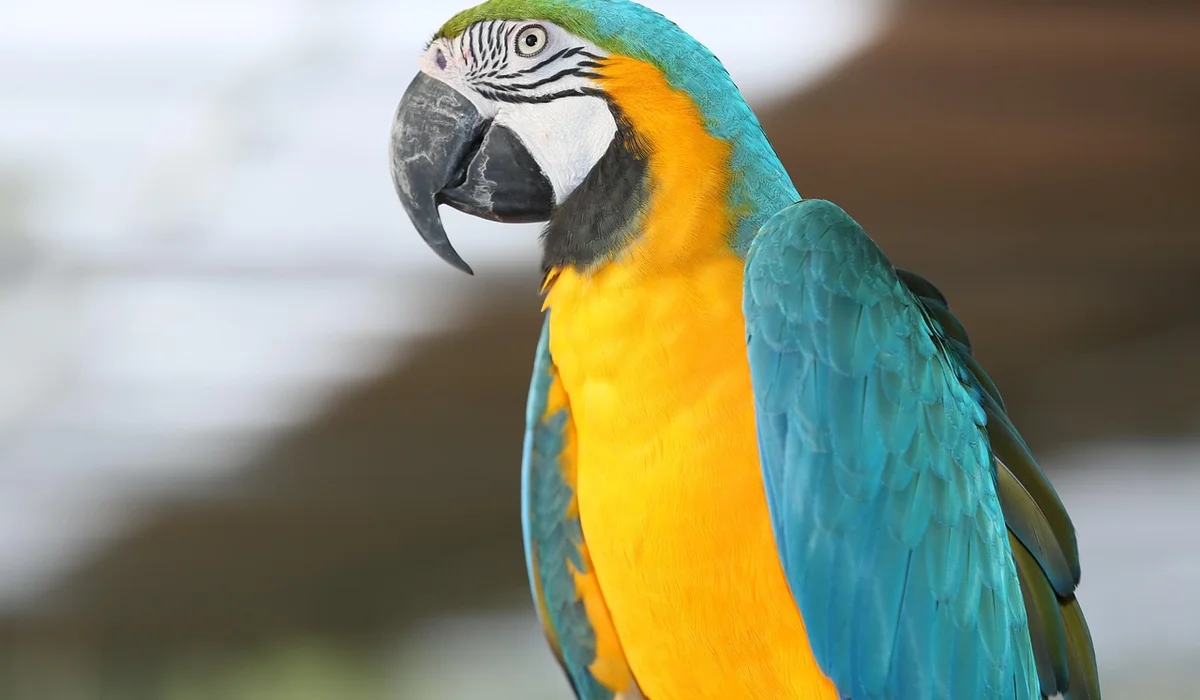 Close-up of a blue-and-yellow macaw perched, showing bright blue wings and yellow chest