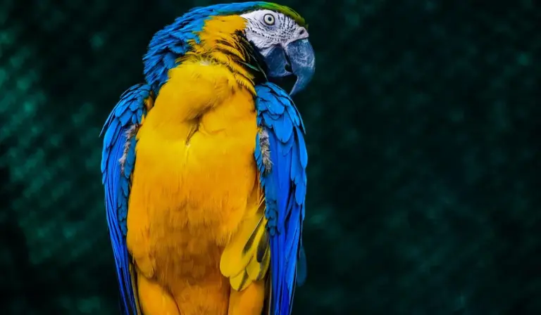 Bright blue-and-yellow macaw perched against a dark green background.