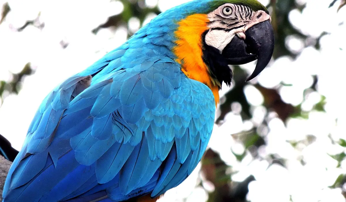 Close-up of a blue-and-gold macaw perched outdoors, showing vibrant blue feathers and a black beak.