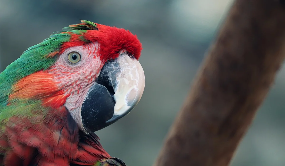 Close-up of a colorful scarlet macaw parrot with red plumage, white face, and green wings.