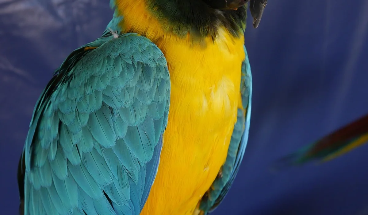 Close-up of a blue-and-yellow macaw with turquoise wings and a bright yellow chest.