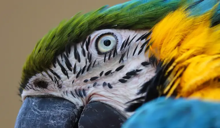 Close-up of a blue-and-yellow macaw's head: green crown, white facial feathers with black markings, and a large dark beak.